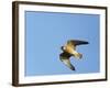 Red-Footed Falcon (Falco Vespertinus) Low Angle Shot of Female in Flight, Hortobagy Np, Hungary-Varesvuo-Framed Photographic Print