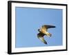 Red-Footed Falcon (Falco Vespertinus) Low Angle Shot of Female in Flight, Hortobagy Np, Hungary-Varesvuo-Framed Photographic Print