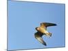 Red-Footed Falcon (Falco Vespertinus) Low Angle Shot of Female in Flight, Hortobagy Np, Hungary-Varesvuo-Mounted Photographic Print
