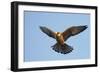 Red-Footed Falcon (Falco Vespertinus) Low Angle Shot of Female in Flight, Hortobagy Np, Hungary-Varesvuo-Framed Photographic Print