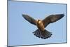 Red-Footed Falcon (Falco Vespertinus) Low Angle Shot of Female in Flight, Hortobagy Np, Hungary-Varesvuo-Mounted Photographic Print