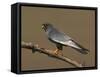 Red-Footed Falcon (Falco Vespertinus) Male Perched, Hortobagy Np, Hungary, May 2008-Varesvuo-Framed Stretched Canvas