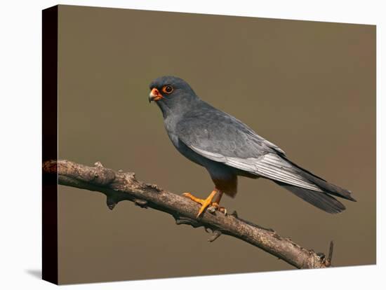 Red-Footed Falcon (Falco Vespertinus) Male Perched, Hortobagy Np, Hungary, May 2008-Varesvuo-Stretched Canvas