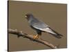 Red-Footed Falcon (Falco Vespertinus) Male Perched, Hortobagy Np, Hungary, May 2008-Varesvuo-Stretched Canvas