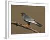 Red-Footed Falcon (Falco Vespertinus) Male Perched, Hortobagy Np, Hungary, May 2008-Varesvuo-Framed Photographic Print