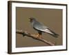 Red-Footed Falcon (Falco Vespertinus) Male Perched, Hortobagy Np, Hungary, May 2008-Varesvuo-Framed Photographic Print