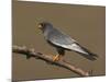 Red-Footed Falcon (Falco Vespertinus) Male Perched, Hortobagy Np, Hungary, May 2008-Varesvuo-Mounted Photographic Print