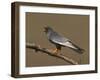 Red-Footed Falcon (Falco Vespertinus) Male Perched, Hortobagy Np, Hungary, May 2008-Varesvuo-Framed Photographic Print