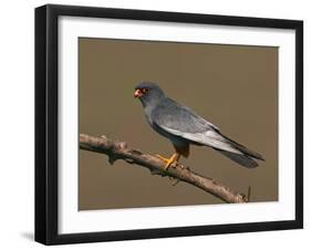 Red-Footed Falcon (Falco Vespertinus) Male Perched, Hortobagy Np, Hungary, May 2008-Varesvuo-Framed Photographic Print