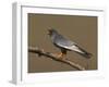 Red-Footed Falcon (Falco Vespertinus) Male Perched, Hortobagy Np, Hungary, May 2008-Varesvuo-Framed Photographic Print