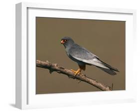 Red-Footed Falcon (Falco Vespertinus) Male Perched, Hortobagy Np, Hungary, May 2008-Varesvuo-Framed Photographic Print