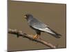 Red-Footed Falcon (Falco Vespertinus) Male Perched, Hortobagy Np, Hungary, May 2008-Varesvuo-Mounted Photographic Print