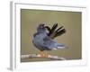 Red-Footed Falcon (Falco Vespertinus) Male Preening, Hortobagy Np, Hungary-Varesvuo-Framed Photographic Print