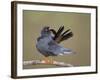 Red-Footed Falcon (Falco Vespertinus) Male Preening, Hortobagy Np, Hungary-Varesvuo-Framed Photographic Print