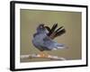 Red-Footed Falcon (Falco Vespertinus) Male Preening, Hortobagy Np, Hungary-Varesvuo-Framed Photographic Print