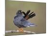 Red-Footed Falcon (Falco Vespertinus) Male Preening, Hortobagy Np, Hungary-Varesvuo-Mounted Photographic Print