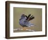 Red-Footed Falcon (Falco Vespertinus) Male Preening, Hortobagy Np, Hungary-Varesvuo-Framed Photographic Print