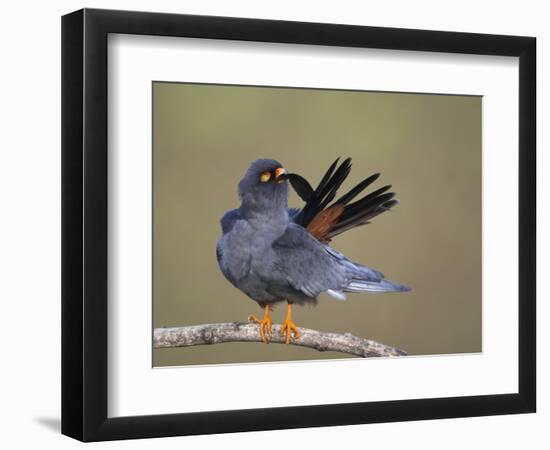 Red-Footed Falcon (Falco Vespertinus) Male Preening, Hortobagy Np, Hungary-Varesvuo-Framed Photographic Print