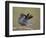 Red-Footed Falcon (Falco Vespertinus) Male Preening, Hortobagy Np, Hungary-Varesvuo-Framed Photographic Print