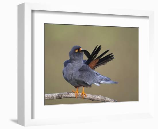 Red-Footed Falcon (Falco Vespertinus) Male Preening, Hortobagy Np, Hungary-Varesvuo-Framed Photographic Print