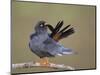 Red-Footed Falcon (Falco Vespertinus) Male Preening, Hortobagy Np, Hungary-Varesvuo-Mounted Photographic Print