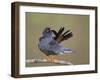 Red-Footed Falcon (Falco Vespertinus) Male Preening, Hortobagy Np, Hungary-Varesvuo-Framed Photographic Print