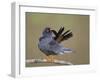 Red-Footed Falcon (Falco Vespertinus) Male Preening, Hortobagy Np, Hungary-Varesvuo-Framed Photographic Print