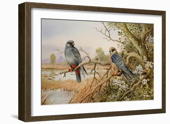 Red-footed Falcons-Carl Donner-Framed Giclee Print