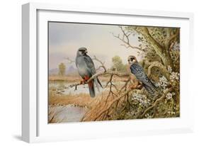 Red-footed Falcons-Carl Donner-Framed Giclee Print