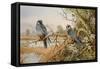 Red-footed Falcons-Carl Donner-Framed Stretched Canvas