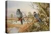 Red-footed Falcons-Carl Donner-Stretched Canvas