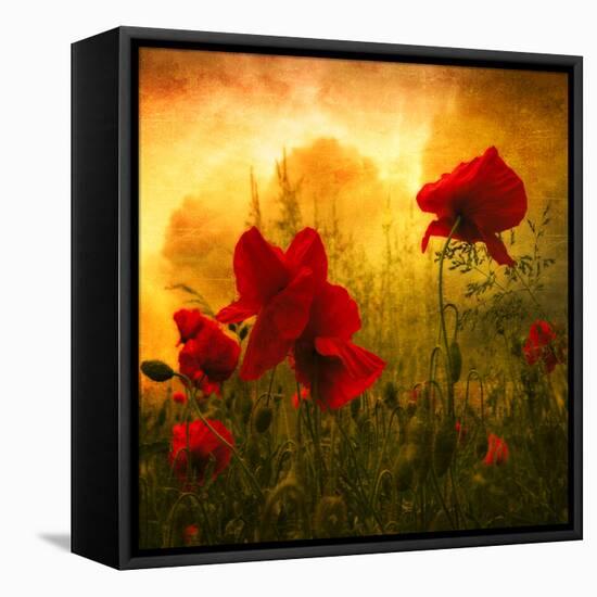 Red for Love-Philippe Sainte-Laudy-Framed Stretched Canvas