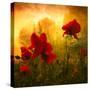 Red for Love-Philippe Sainte-Laudy-Stretched Canvas