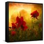 Red for Love-Philippe Sainte-Laudy-Framed Stretched Canvas