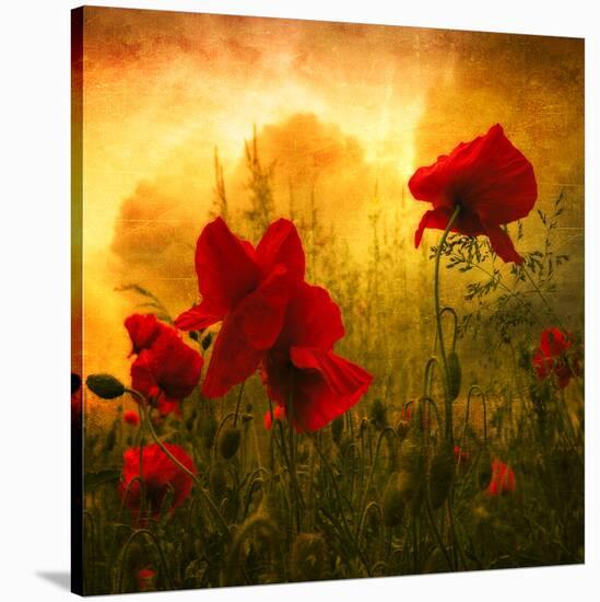 Red for Love-Philippe Sainte-Laudy-Stretched Canvas