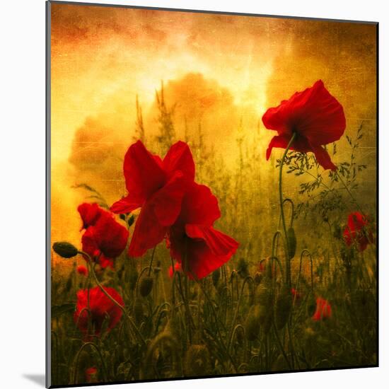 Red for Love-Philippe Sainte-Laudy-Mounted Photographic Print
