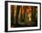 Red Forest-Philippe Manguin-Framed Photographic Print