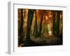 Red Forest-Philippe Manguin-Framed Photographic Print