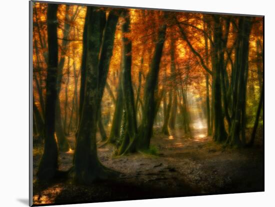 Red Forest-Philippe Manguin-Mounted Photographic Print