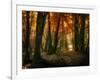 Red Forest-Philippe Manguin-Framed Photographic Print