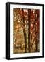 Red Forest-Mindy Sommers-Framed Giclee Print