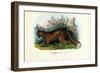 Red Fox, 1863-79-Raimundo Petraroja-Framed Giclee Print