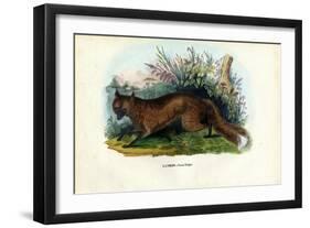 Red Fox, 1863-79-Raimundo Petraroja-Framed Giclee Print