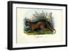 Red Fox, 1863-79-Raimundo Petraroja-Framed Giclee Print