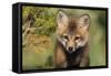 Red Fox 7 Week Old Cub-null-Framed Stretched Canvas