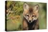 Red Fox 7 Week Old Cub-null-Stretched Canvas