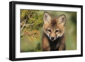 Red Fox 7 Week Old Cub-null-Framed Photographic Print