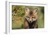 Red Fox 7 Week Old Cub-null-Framed Photographic Print