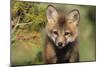 Red Fox 7 Week Old Cub-null-Mounted Photographic Print