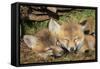 Red Fox 7 Week Old Cubs Sleeping-null-Framed Stretched Canvas